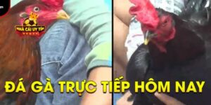 Đá gà trực tiếp