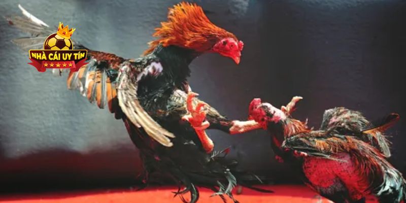 Đá gà trực tiếp là xem chọi kê trực tiếp