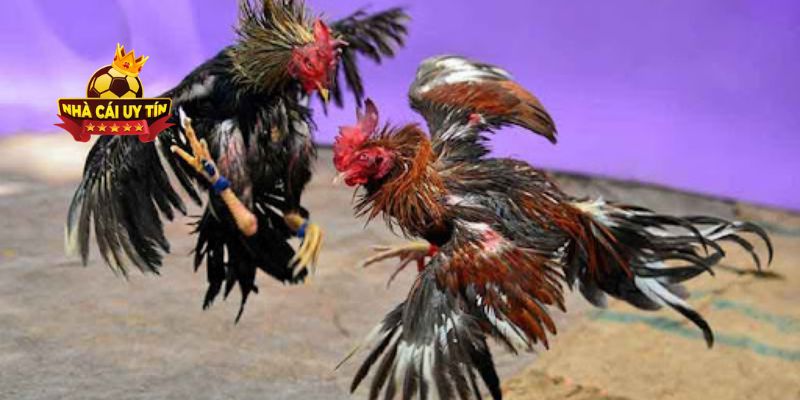 Hướng dẫn chi tiết về cách cá cược đá gà hiệu quả nhất