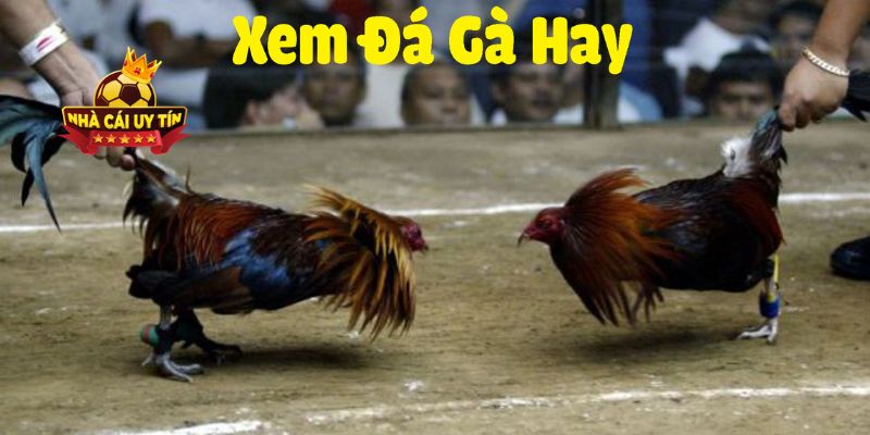 Những nơi xem đá gà trực tiếp uy tín nhất hiện nay